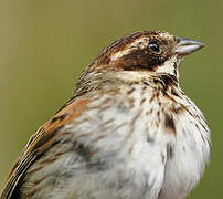 Common Reed Bunting