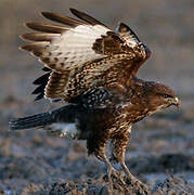 Common Buzzard