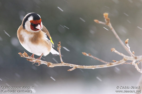 European Goldfinch