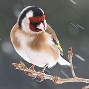 European Goldfinch