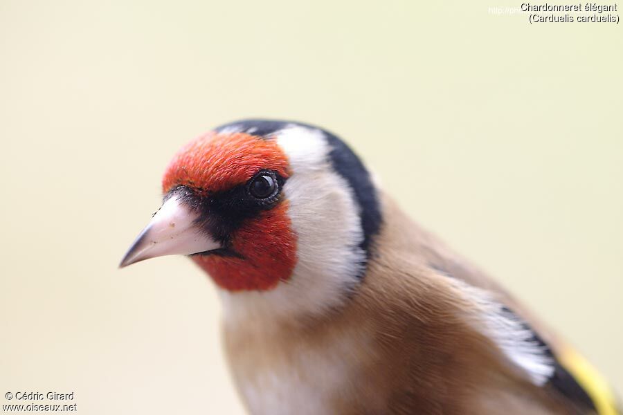 European Goldfinch