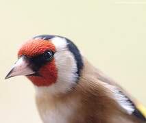 European Goldfinch