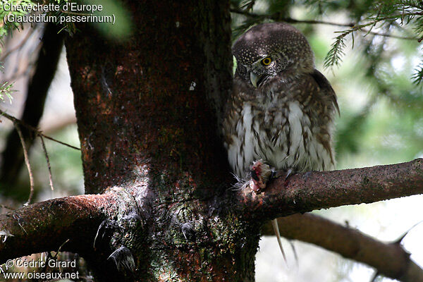 Eurasian Pygmy Owl