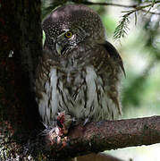 Eurasian Pygmy Owl