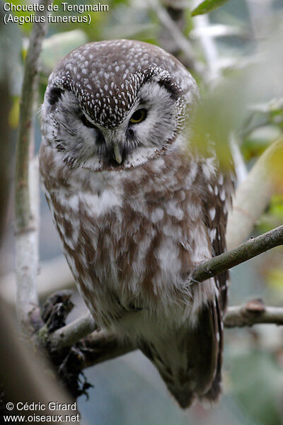 Boreal Owl