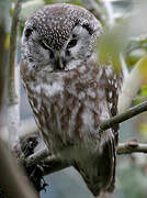 Boreal Owl