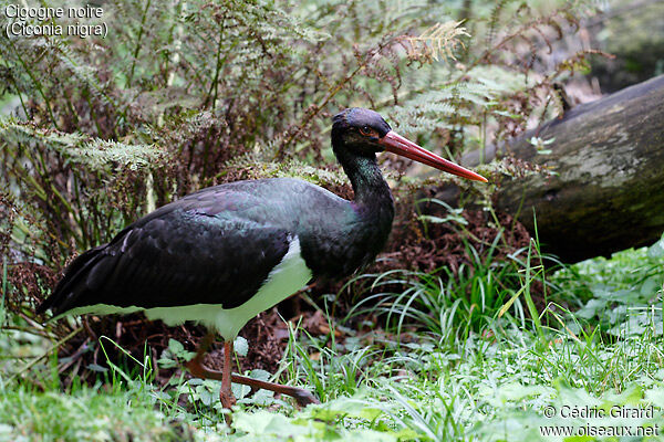 Cigogne noire