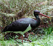 Black Stork