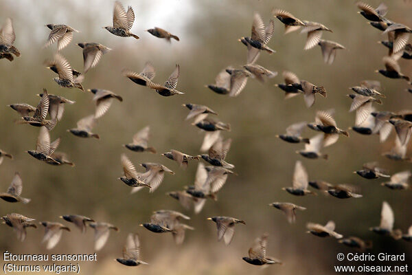 Common Starling