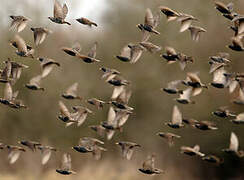 Common Starling