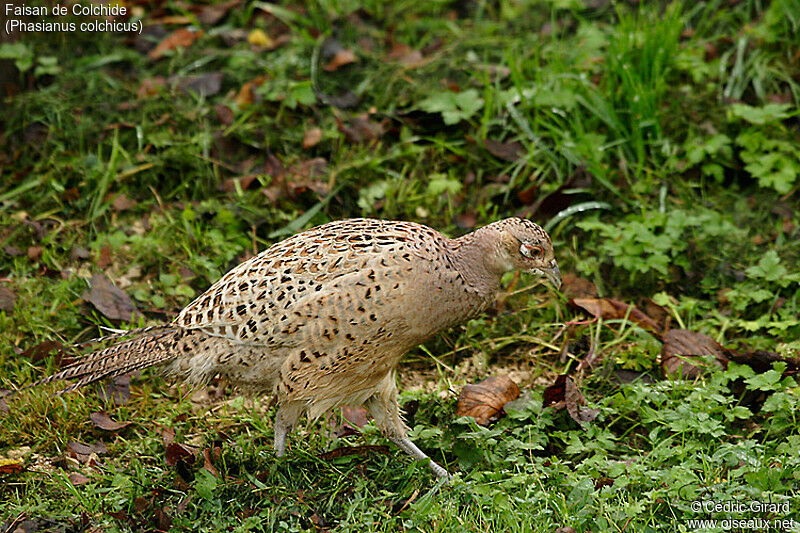 Common Pheasant