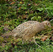 Common Pheasant