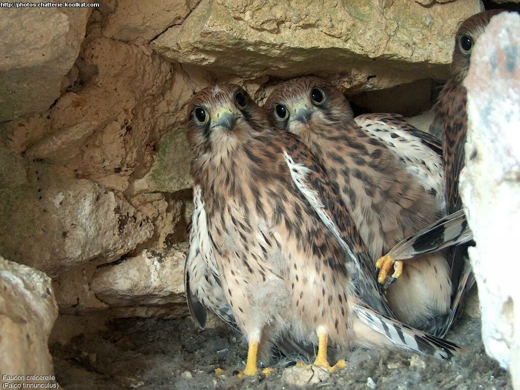 Common Kestrel