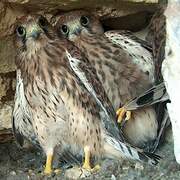 Common Kestrel