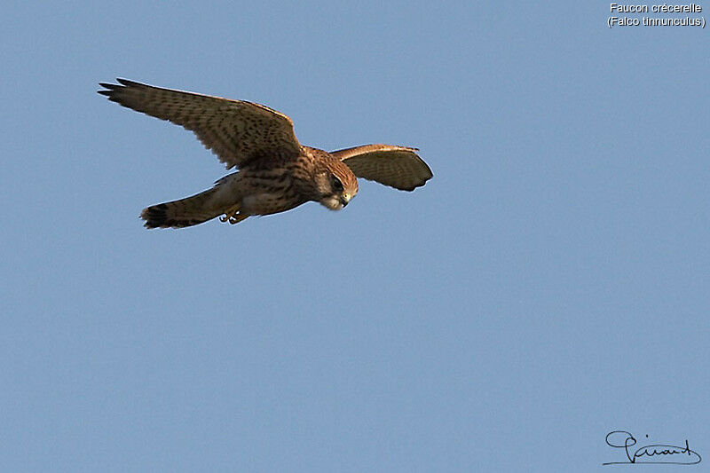 Common Kestrel