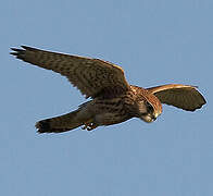 Common Kestrel