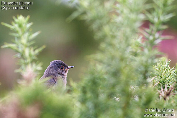 Dartford Warbler