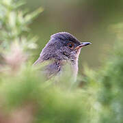 Dartford Warbler