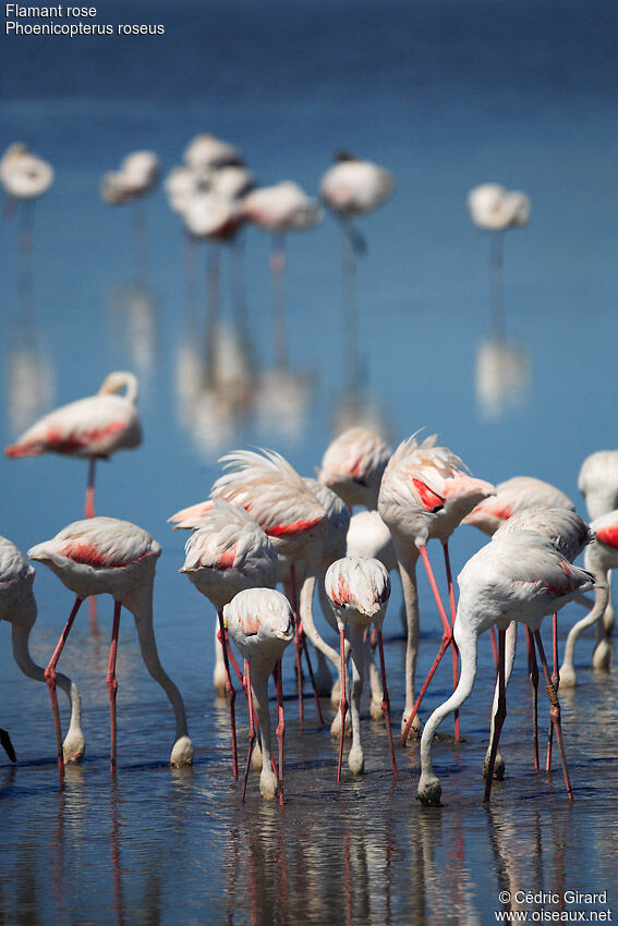 Greater Flamingo