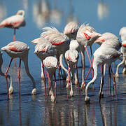 Greater Flamingo