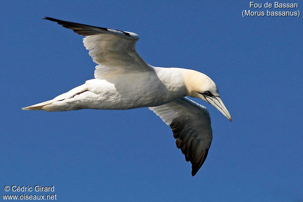 Northern Gannet