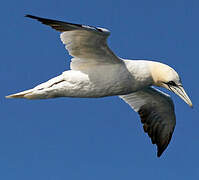 Northern Gannet