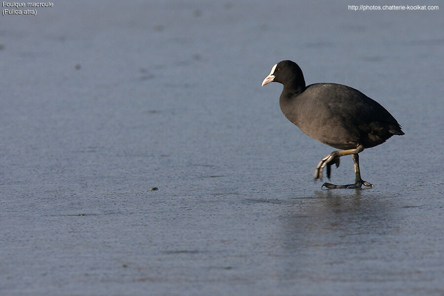 Eurasian Coot