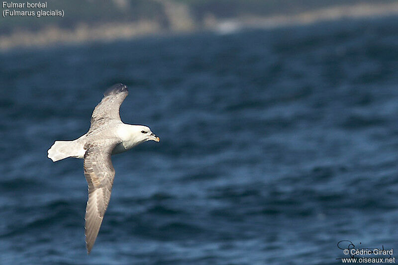 Northern Fulmar