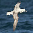 Fulmar boréal