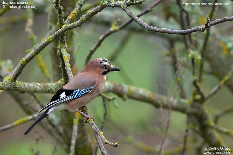 Eurasian Jay