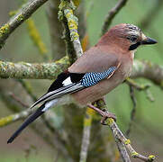 Eurasian Jay