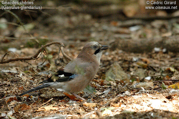 Eurasian Jay