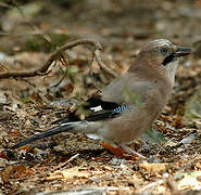 Eurasian Jay