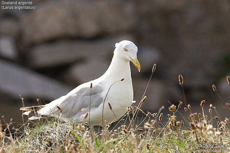 European Herring Gull