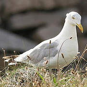 European Herring Gull