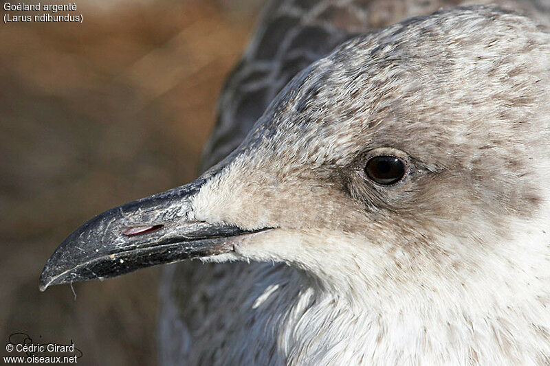 European Herring Gull