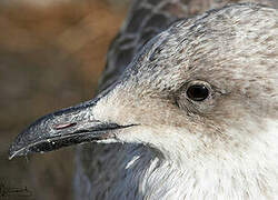 European Herring Gull