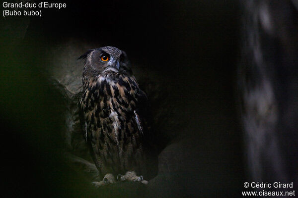 Eurasian Eagle-Owl