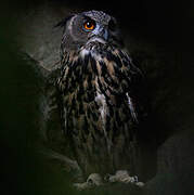 Eurasian Eagle-Owl