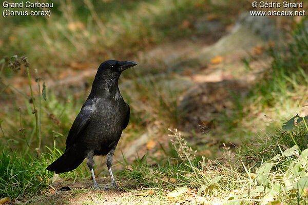 Northern Raven