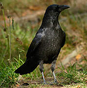 Northern Raven