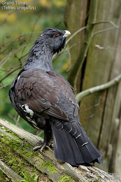 Western Capercaillie