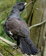 Western Capercaillie