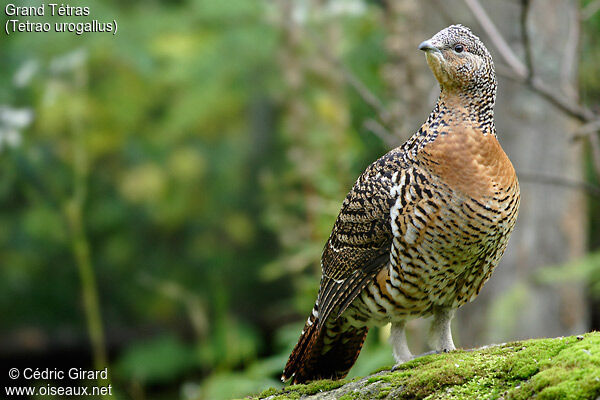 Western Capercaillie