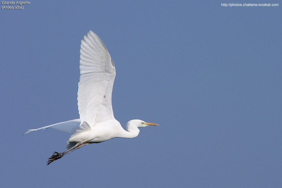 Grande Aigrette