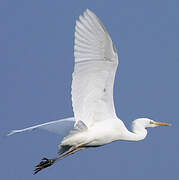 Grande Aigrette