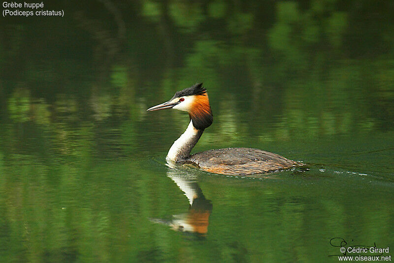 Great Crested Grebe