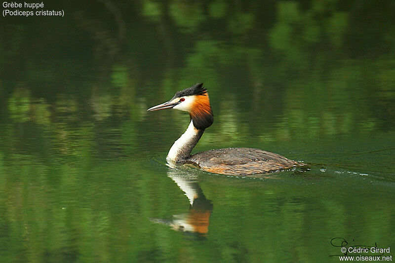 Great Crested Grebe