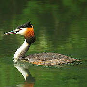 Great Crested Grebe