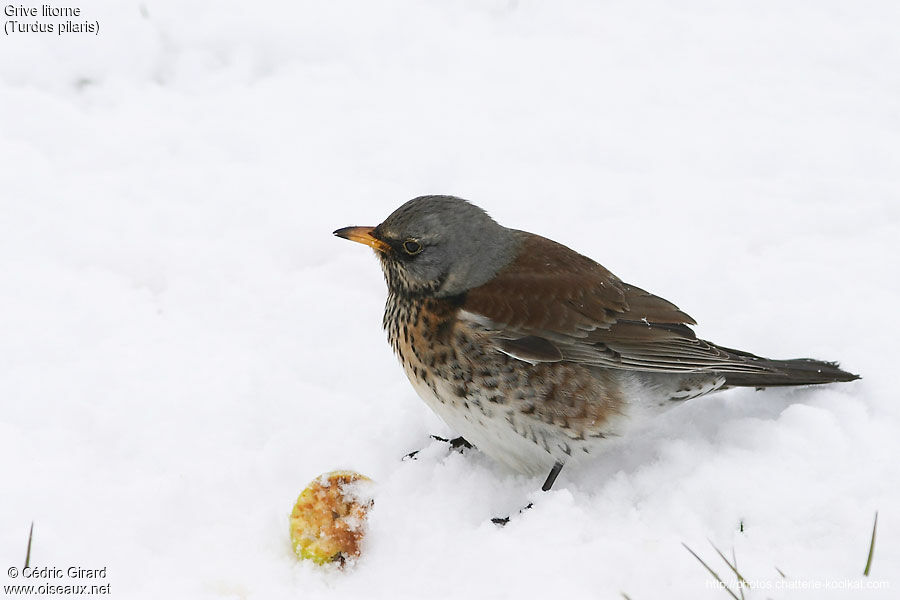 Fieldfare